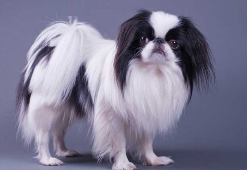 японский хин