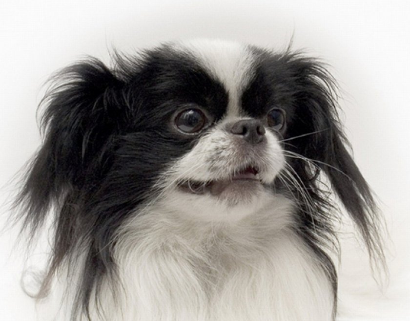 японский хин японский хин