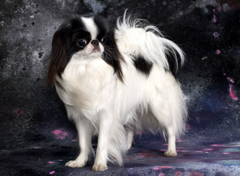 японский хин японский хин