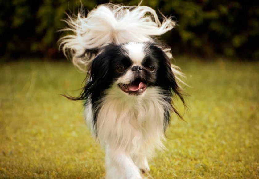 японский хин японский хин