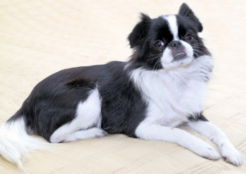 японский хин японский хин