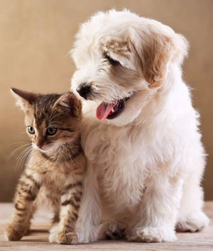 Кошка и собака