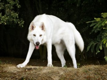 Непризнанный гибрид немецкой овчарки и сибирского хаски: северная инуитская собака