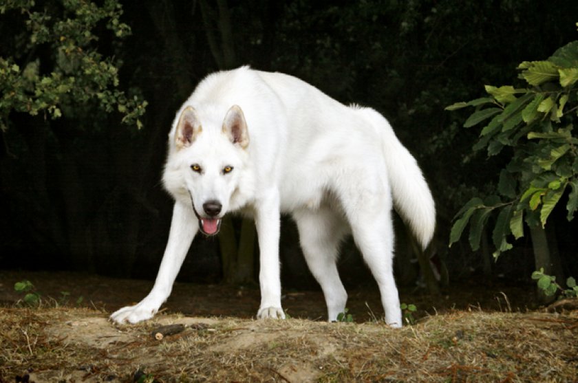 Северная инуитская собака