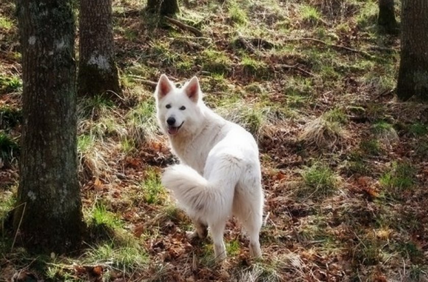 Северная инуитская собака