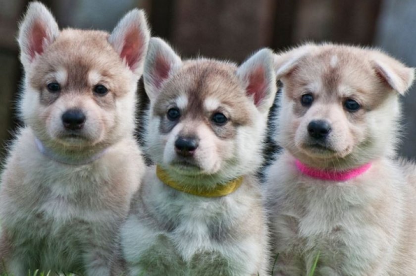 Щенки интуита Щенки интуита