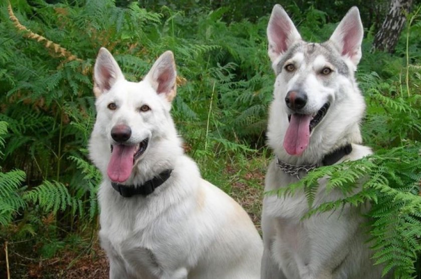 Северная инуитская собака Северная инуитская собака