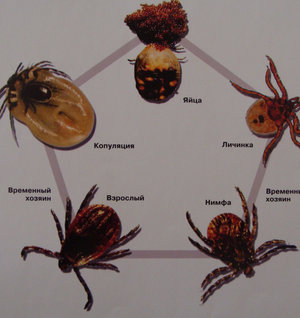 Иксодовые клещи
