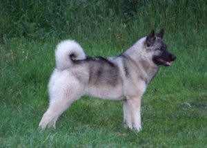 Норвежская собака элкхаунд: лайка серая