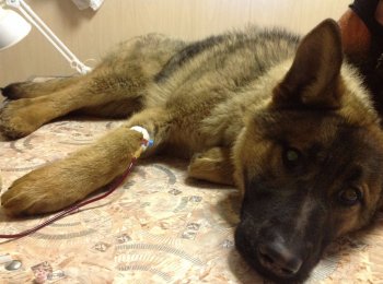 Как лечить пироплазмоз у собак