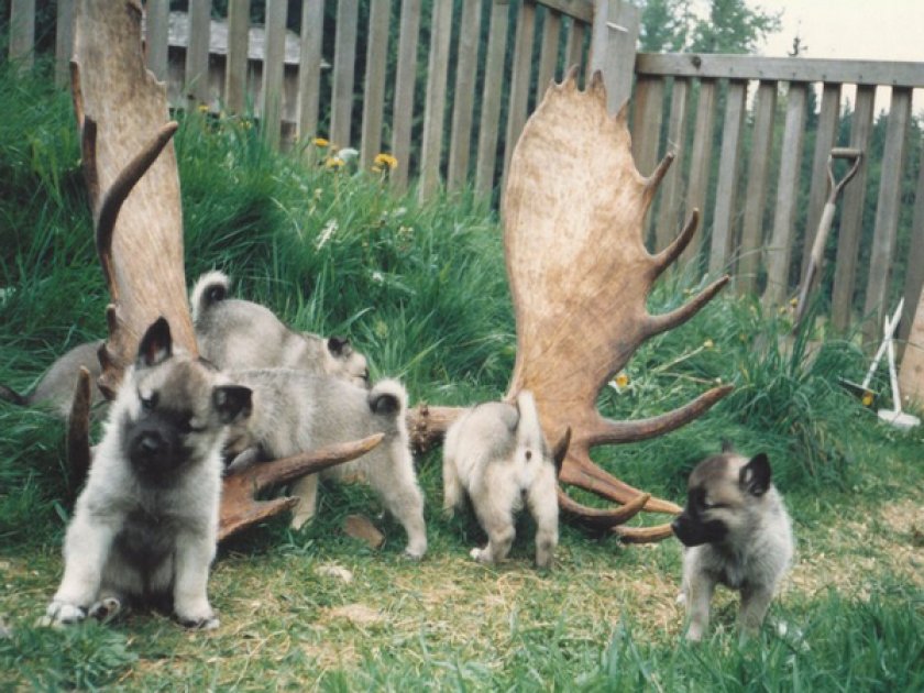 Щенки норвежского элкхаунда Щенки норвежского элкхаунда