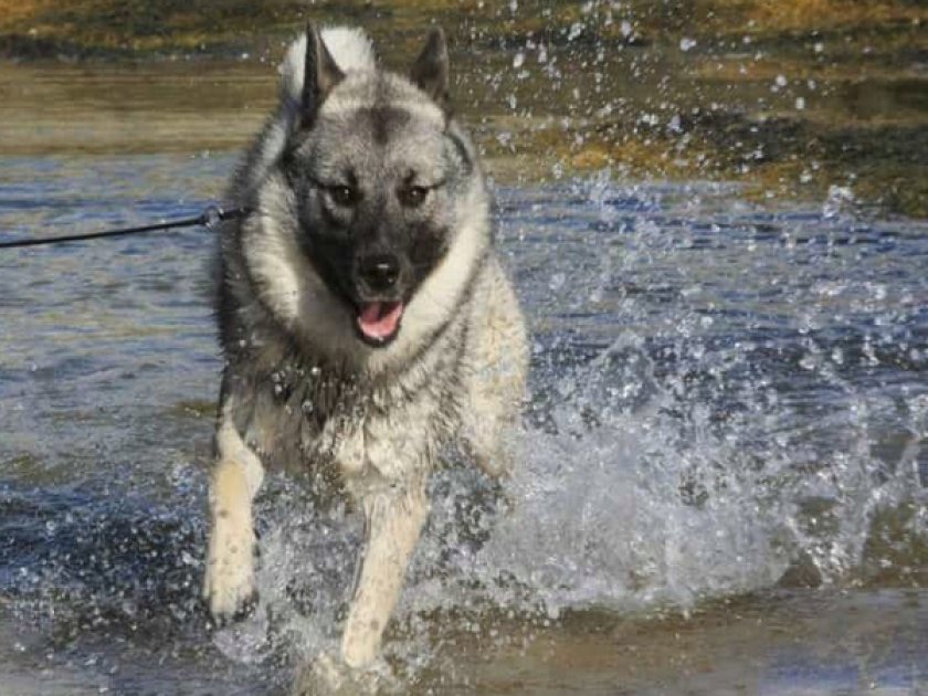 Норвежский элкхаунд Норвежский элкхаунд