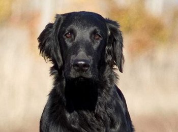 Черный волосатый лабрадор: охотничья порода собак (прямошерстный ретривер)