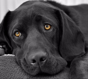 Пироплазмоз у собак