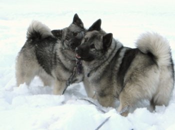 Собака викингов — знакомство с породой норвежский элкхаунд