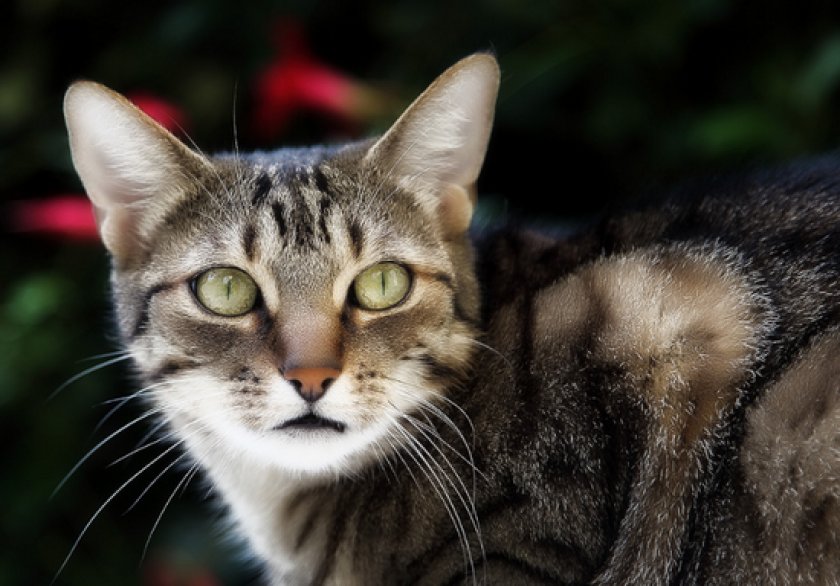 Зозинофильная гранулема Зозинофильная гранулема