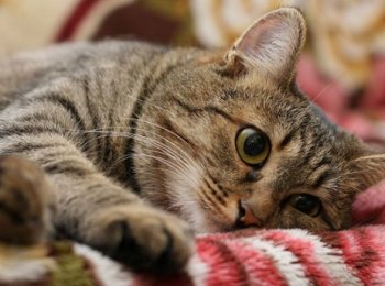 Зозинофильная гранулема у кошек: как проявляется, что делать, чем лечить