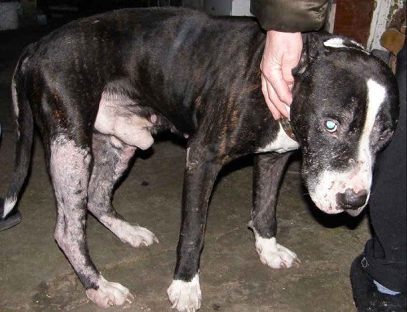 Пироплазмоз у собаки