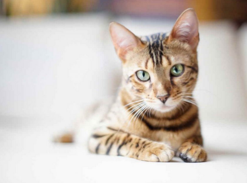 Зозинофильная гранулема Зозинофильная гранулема