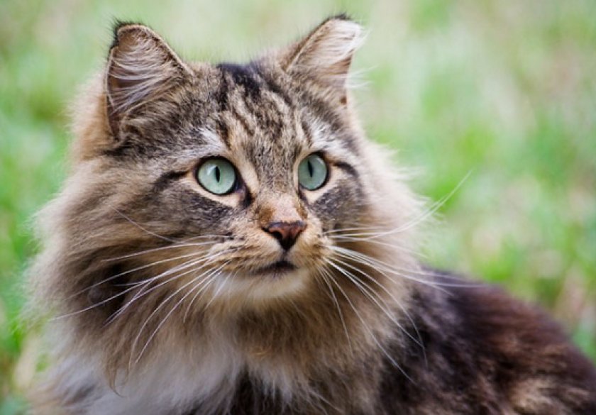 Зозинофильная гранулема Зозинофильная гранулема