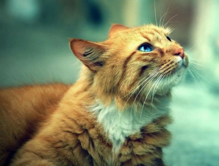 Зозинофильная гранулема Зозинофильная гранулема