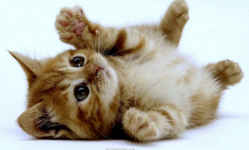 Зозинофильная гранулема Зозинофильная гранулема