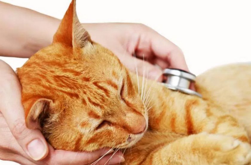 Зозинофильная гранулема Зозинофильная гранулема