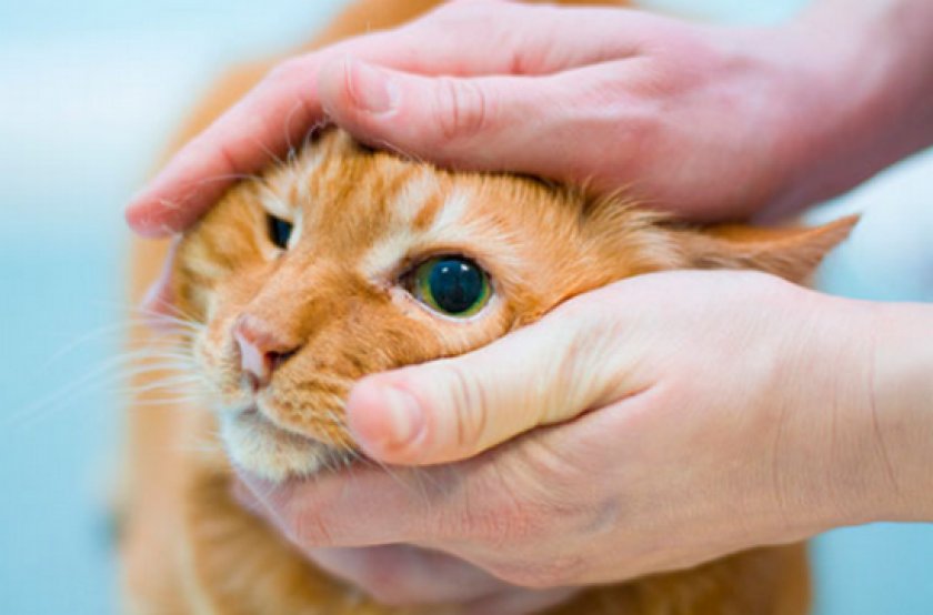 Зозинофильная гранулема Зозинофильная гранулема