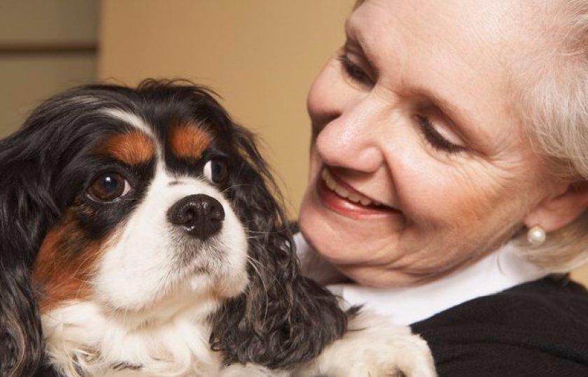 Cavalier King Charles Spaniel