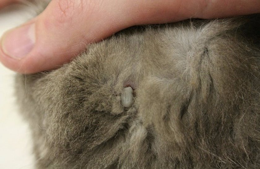 Заражение клещом