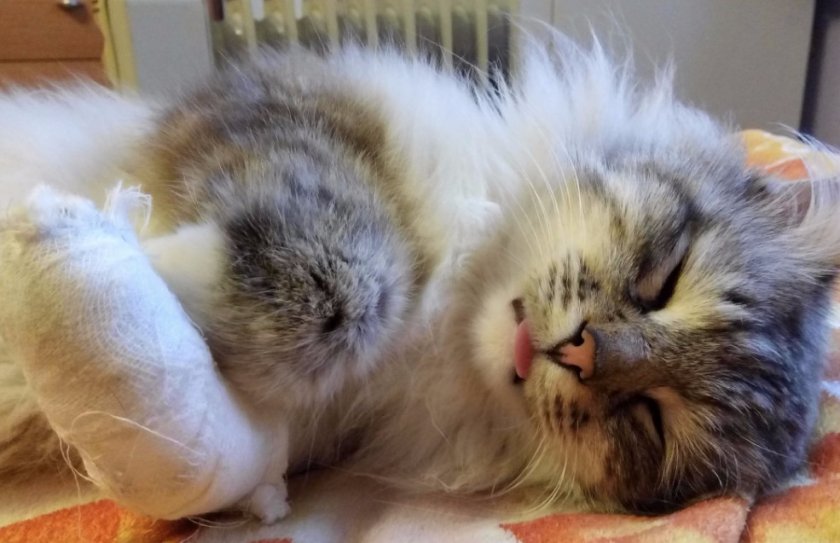 Болезни кошек