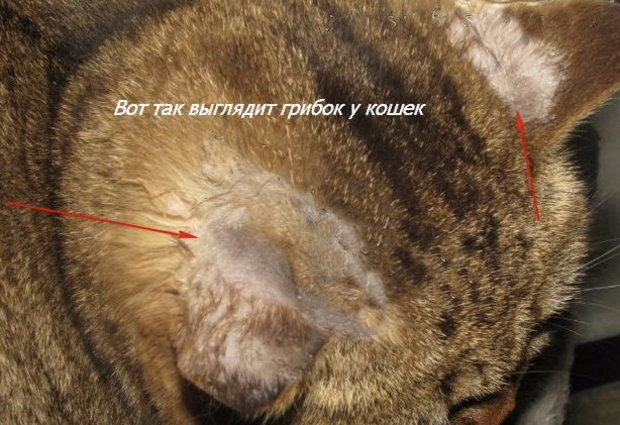 Грибок у кошек Грибок у кошек