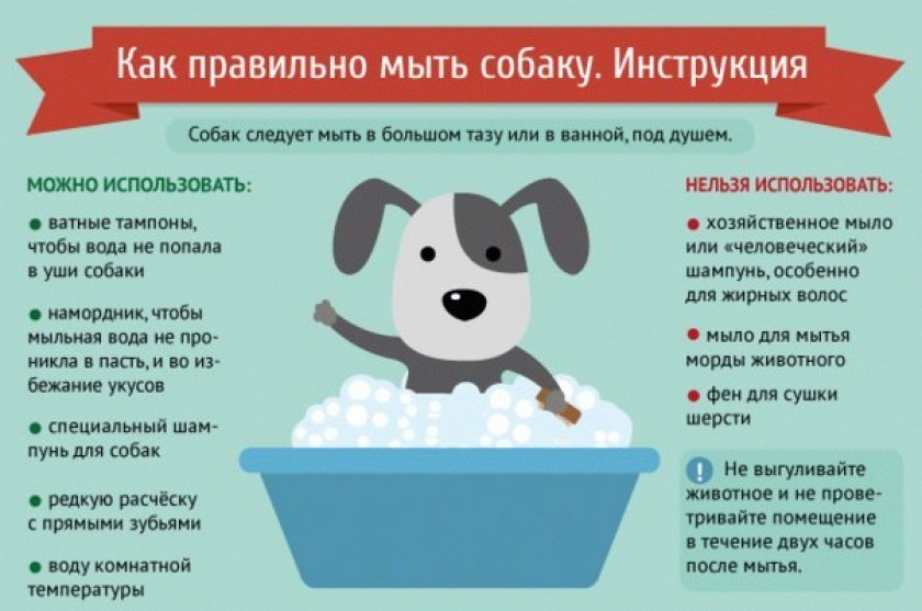 Купание собаки Купание собаки