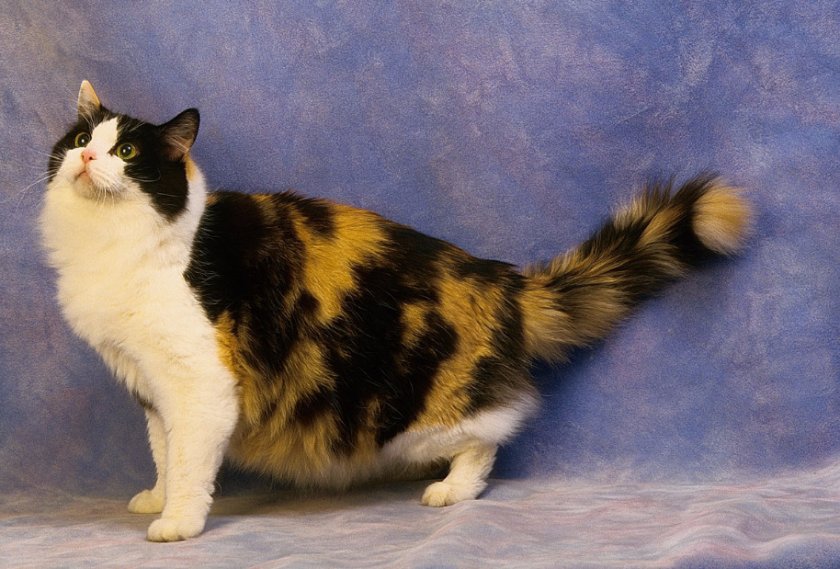 Рагамаффин