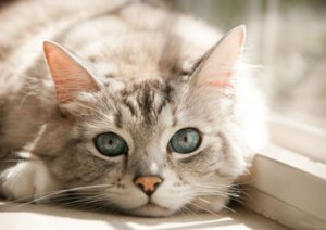 Как лечить герпес у кошек – простуда на губе у кошки