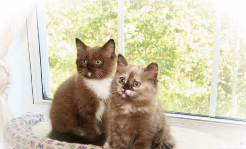 Рагамаффин