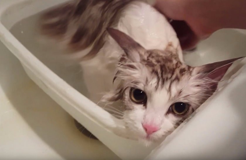 Рагамаффин