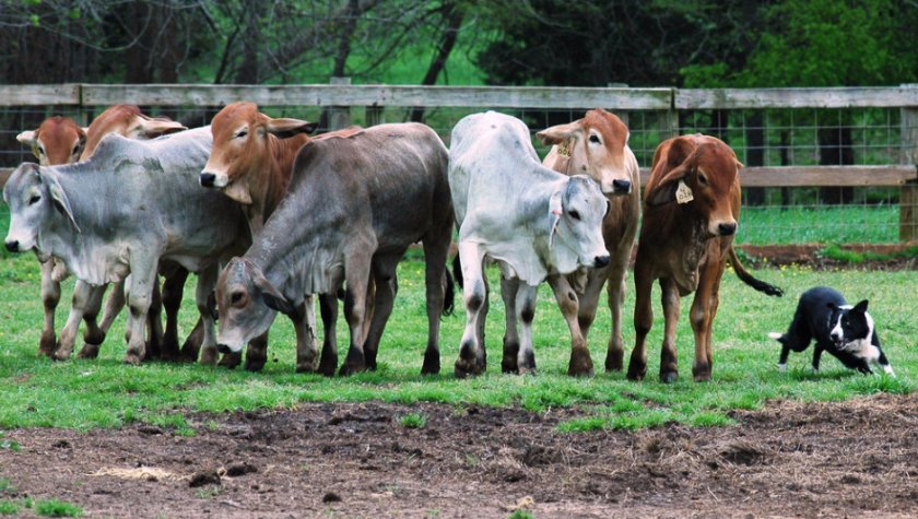 Бордер-колли