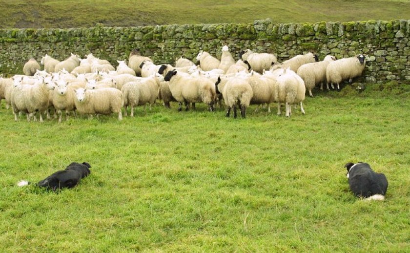 Бордер-колли