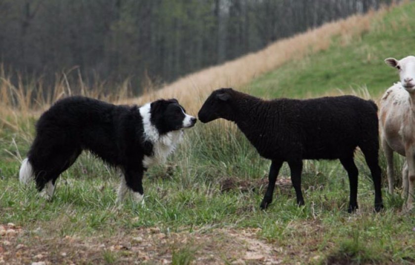 Бордер-колли