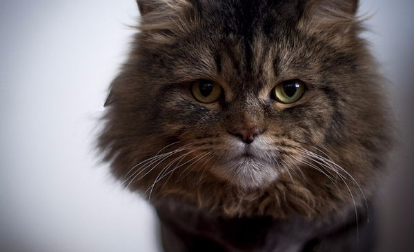 Можно ли заразиться от кошки стафилококком передатся ли человеку