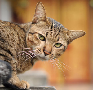 Можно ли заразиться от кошки стафилококком передатся ли человеку