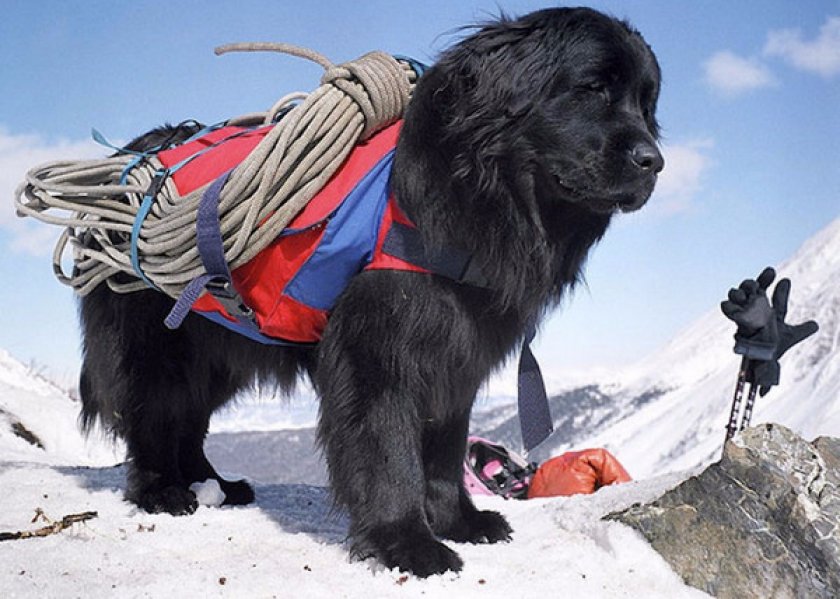 служебные собаки