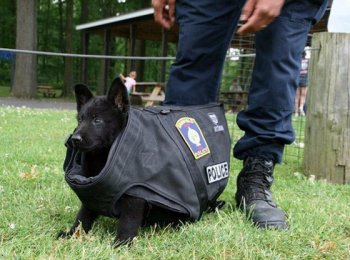 Правила содержания и дрессировки служебных пород собак