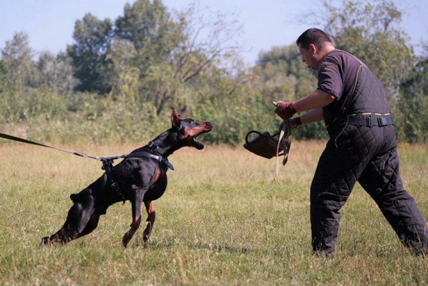 служебные собаки