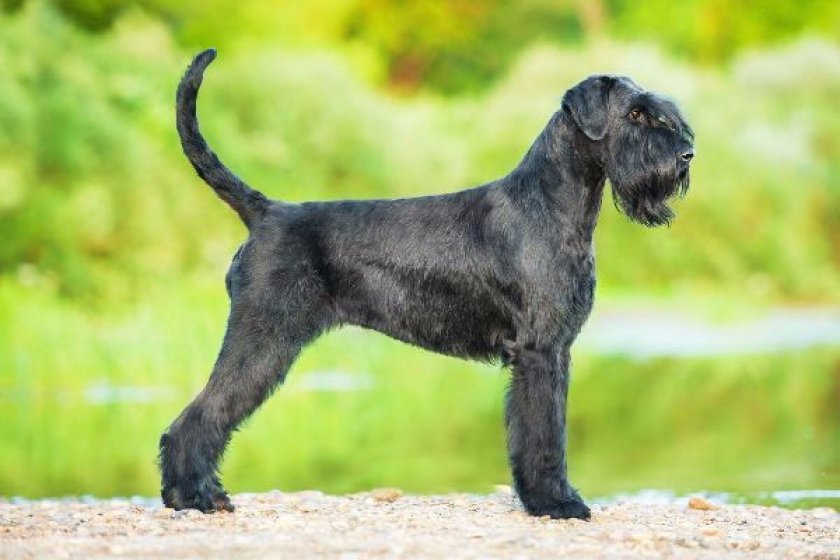 служебные собаки