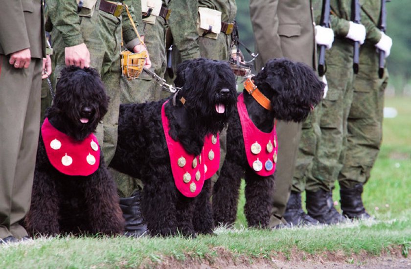 служебные собаки