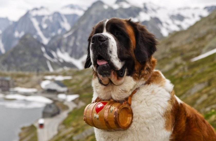 служебные собаки