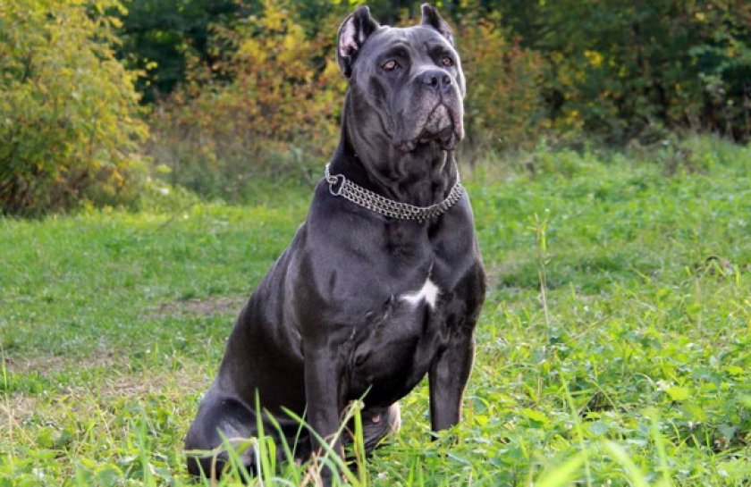 служебные собаки