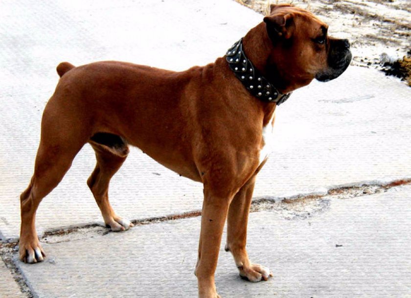 служебные собаки